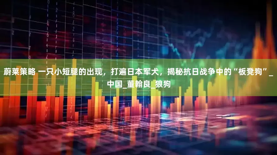 蔚莱策略 一只小短腿的出现，打遍日本军犬，揭秘抗日战争中的“板凳狗”_中国_董翰良_狼狗