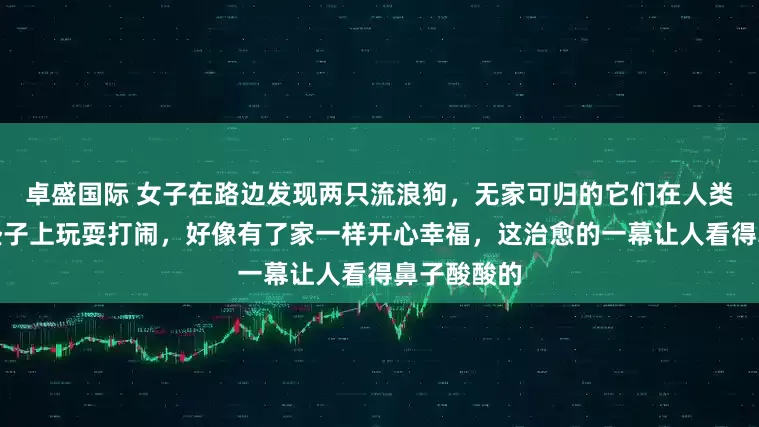 卓盛国际 女子在路边发现两只流浪狗，无家可归的它们在人类扔掉的床垫子上玩耍打闹，好像有了家一样开心幸福，这治愈的一幕让人看得鼻子酸酸的